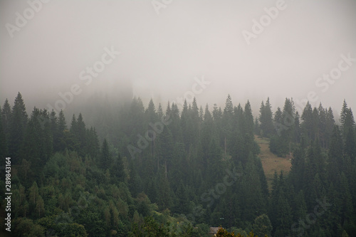 Misty forest on a mountainside in a nature reserve. Mountain in the fog.