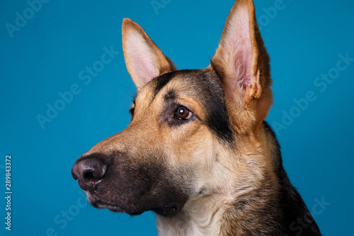 Beautiful german shepherd dog on blue background. Studio shot. Grey and brown colored. © Alexandr