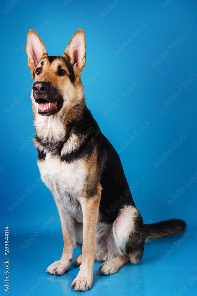 Beautiful german shepherd dog on blue background. Studio shot. Grey and brown colored.