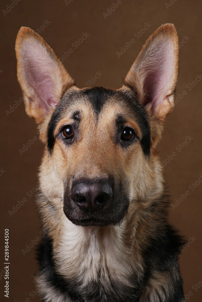 Beautiful german shepherd dog on brown background. Studio shot. Yellow and black colored. Beautiful german shepherd dog on brown background. Studio shot. Yellow and black colored.