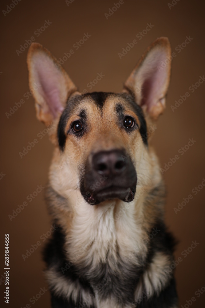 Fototapeta premium Beautiful german shepherd dog on brown background. Studio shot. Yellow and black colored.