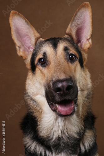 Beautiful german shepherd dog on brown background. Studio shot. Yellow and black colored.