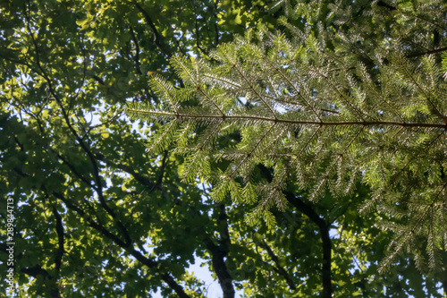 close-up of branches of abies homolepis (coniferous) tree. photo