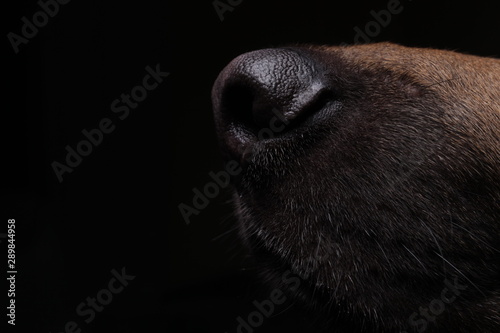 Canvas Print close-up of a face black german shepherd in profile on black background