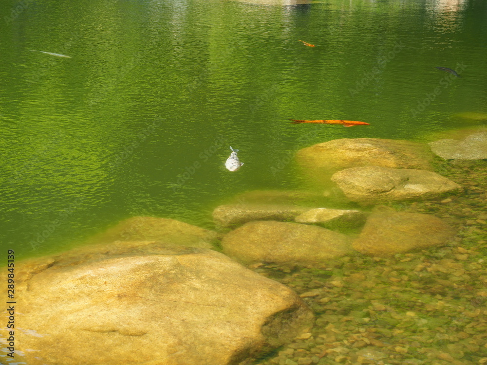 Obraz premium ニシキゴイ