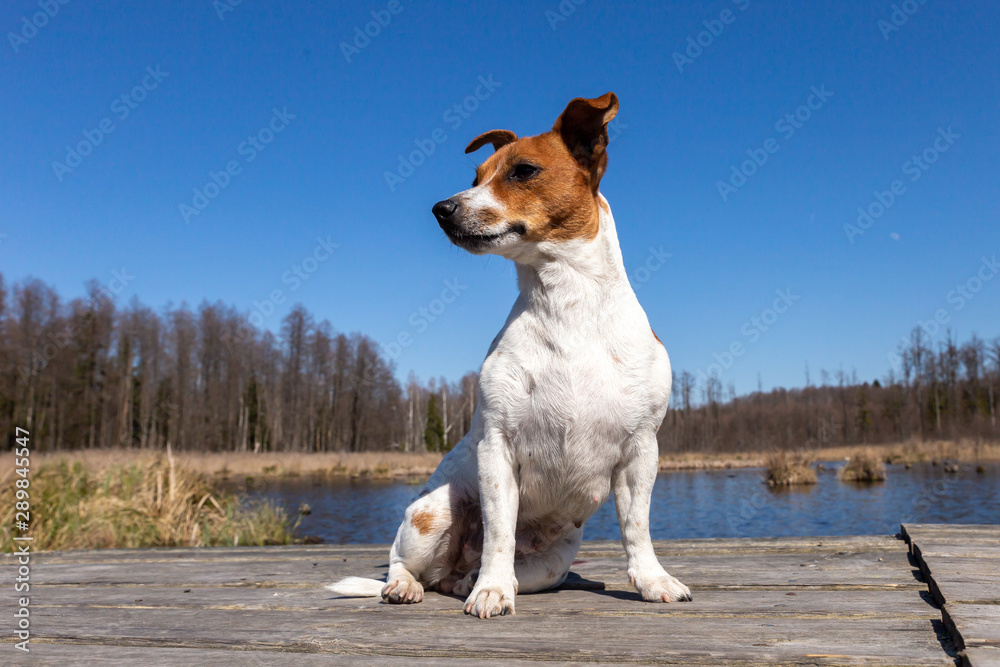 Portrait of Jack Russell Terrier Portrait of Jack Russell Terrier