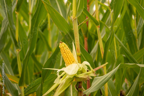 Fototapeta Naklejka Na Ścianę i Meble -  a peeled yellow corncob is still on the plant standing in a corn field