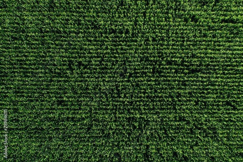 Aerial view of green rows corn field in summer.