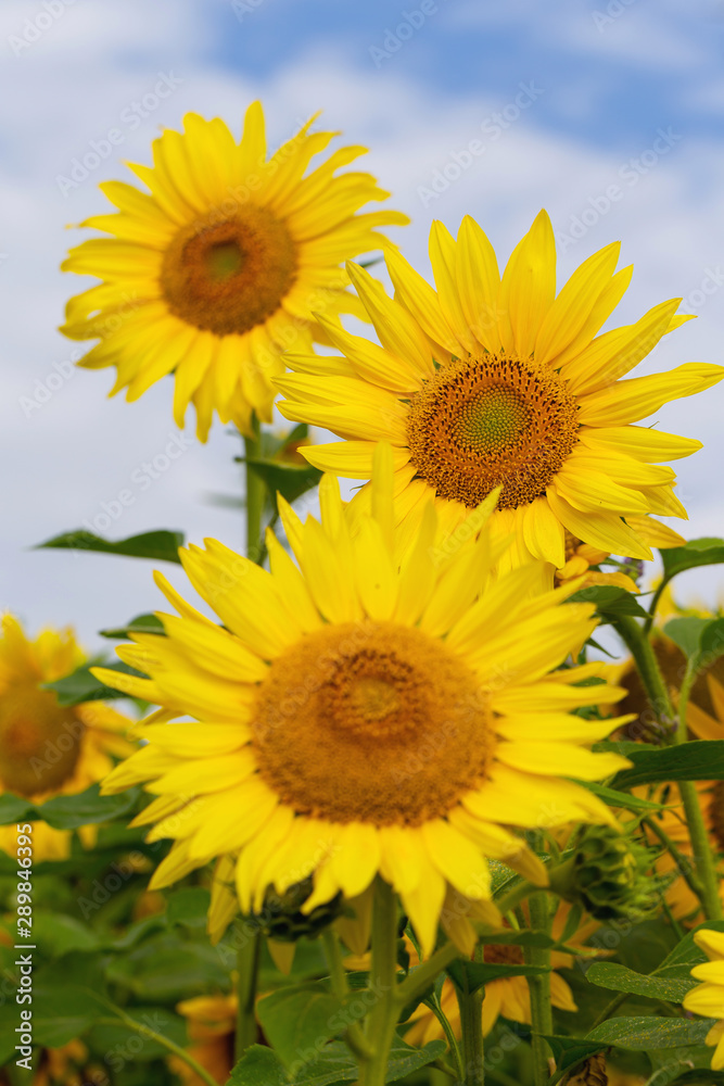 Sunflower flower on a background of blue sky.