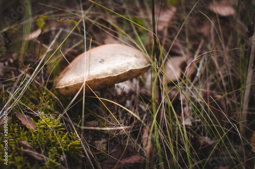 Brown mushroom grows in the forest in autumn.