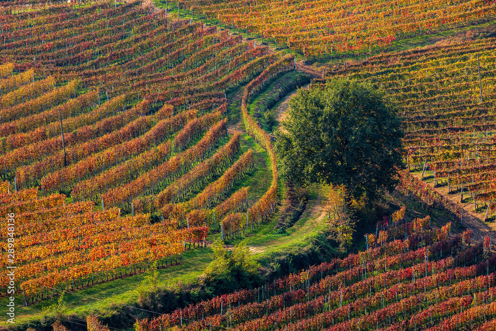 Red, yellow and orange vineyards in Piedmont, Northern Italy.