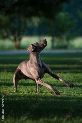 Active weimaraner grey dog playing with a tennis ball catching it in the air. Happy dog concept.