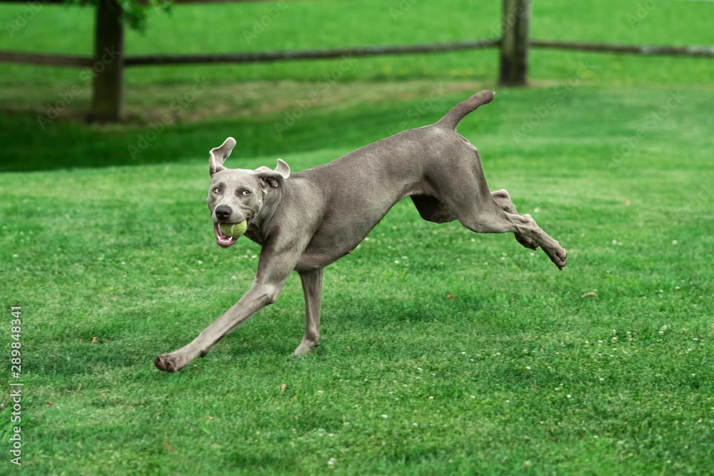 Weimaraner running store