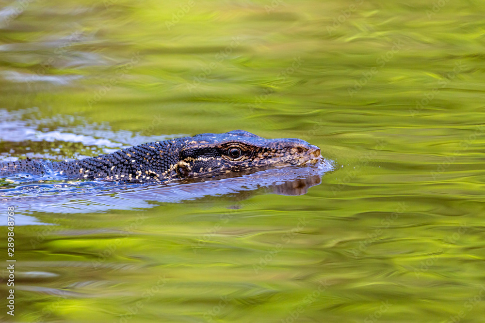 Malayan Water Monitor, Varanus salvator, swimming