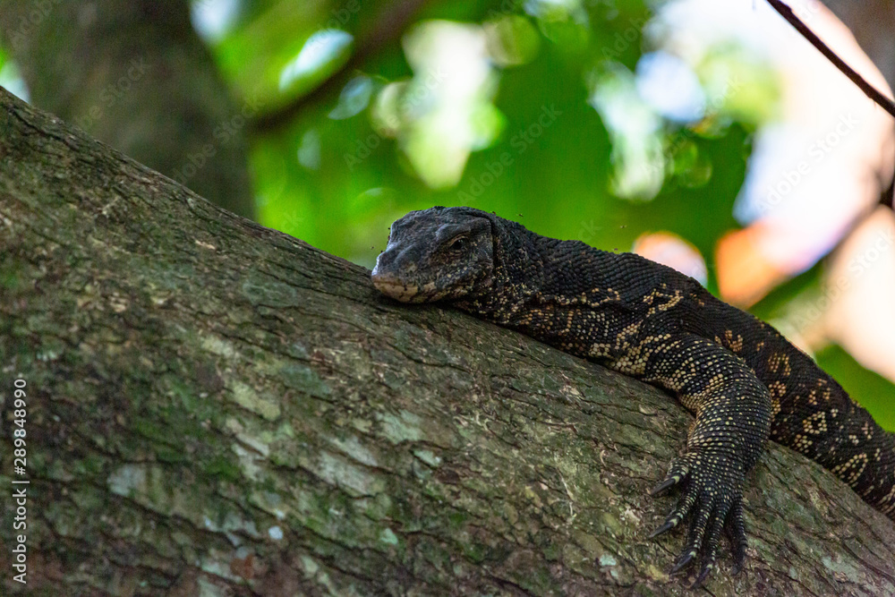 Naklejka premium Large Malayan Water Monitor or Rice Lizard