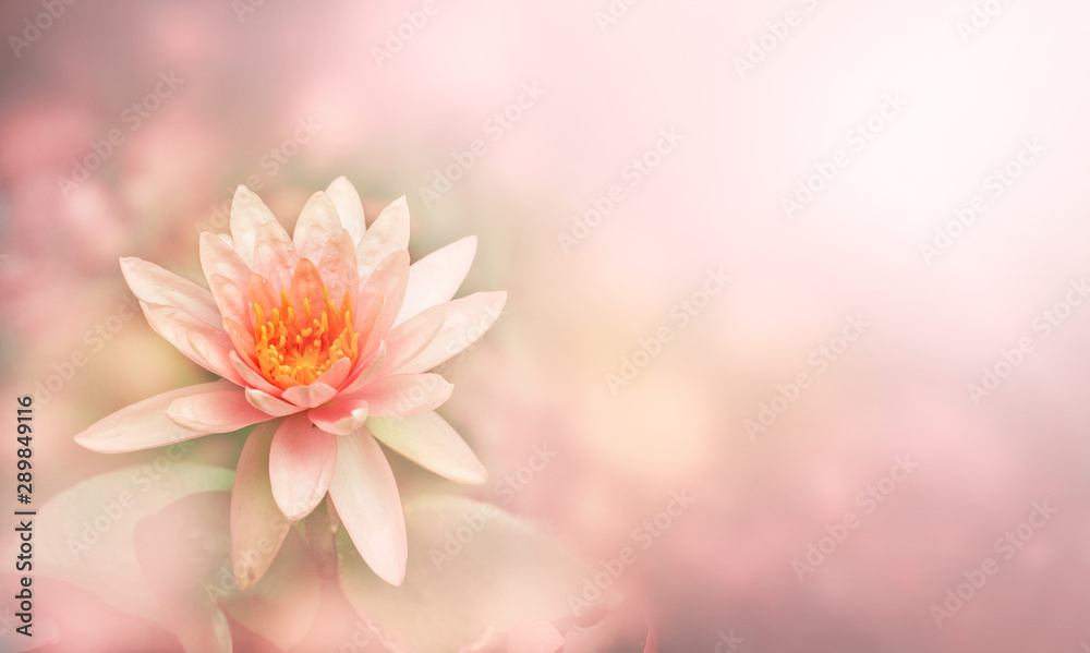 Fototapeta premium Lily water or Pink lotus flower on the water in light soft pastel color background for copy space, Lotus is symbolic of purity in Buddhist