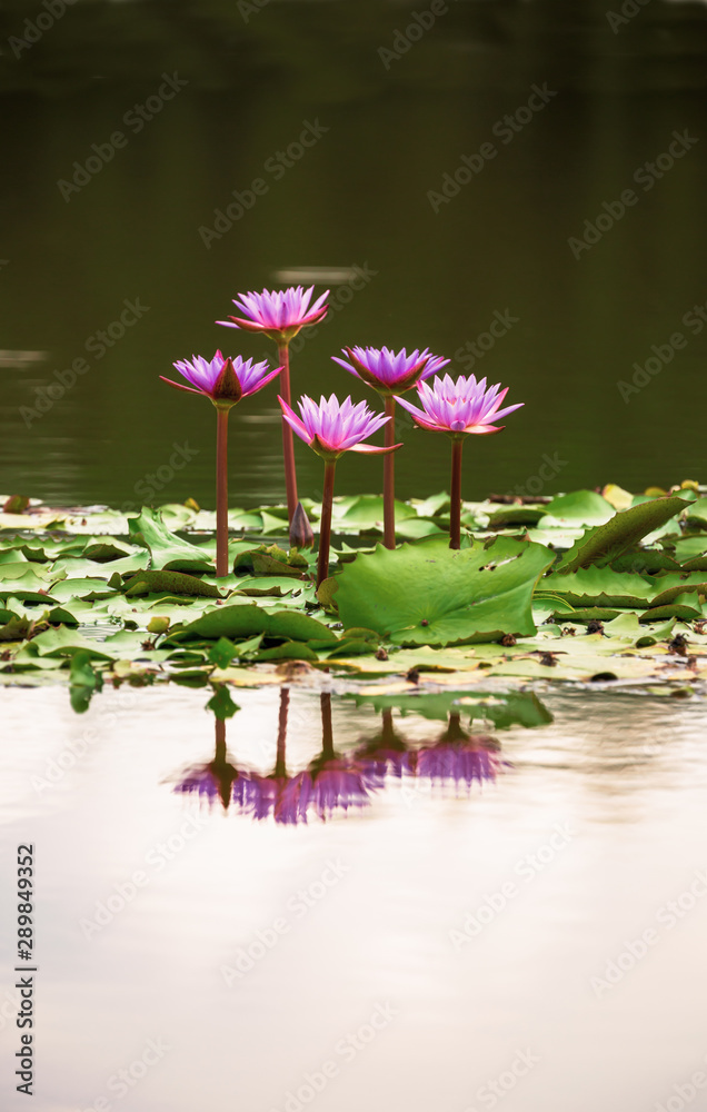 nature blossom lotus flowers with reflection on the water background, Look nature blossom lotus flowers with reflection on the water background, Look