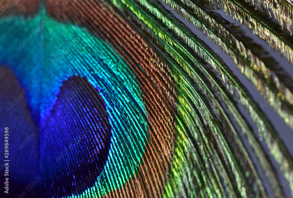 Obraz premium Half peacock feather with a unique texture similar to a knitted fabric close-up