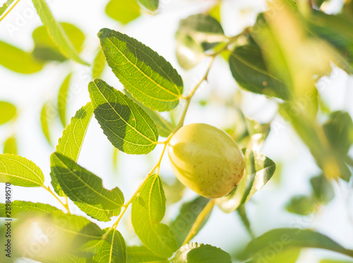 Quadro su tela Simmondsia chinensis - jojoba - immature pilaf on a tree on a Sunny day