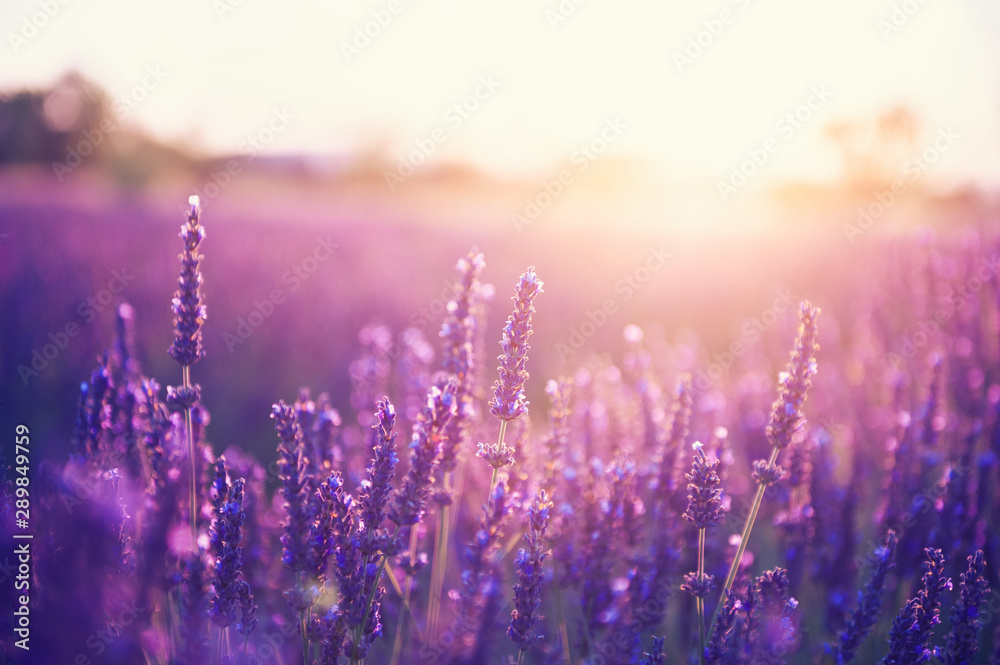 Fototapeta premium Kwiaty lawendy o zachodzie słońca w Prowansji we Francji. Filtr vintage. Piękny kwiatowy tło