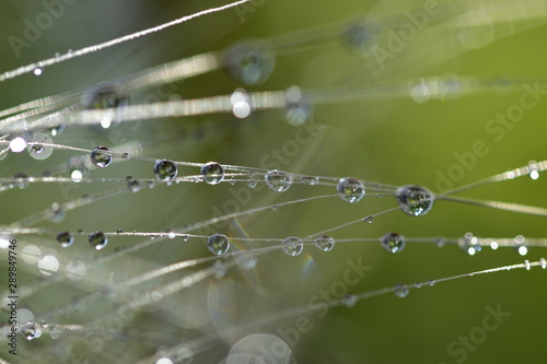 A row of large transparent drops on thin hairs of an ear of wheat