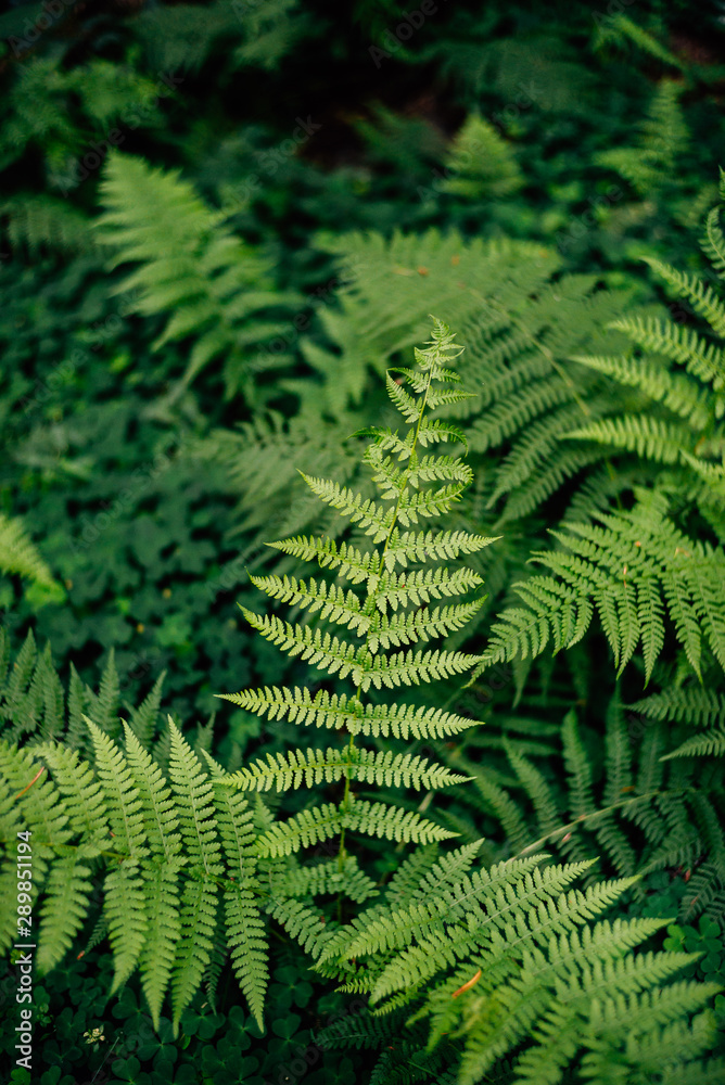 Impressionen aus dem Wald