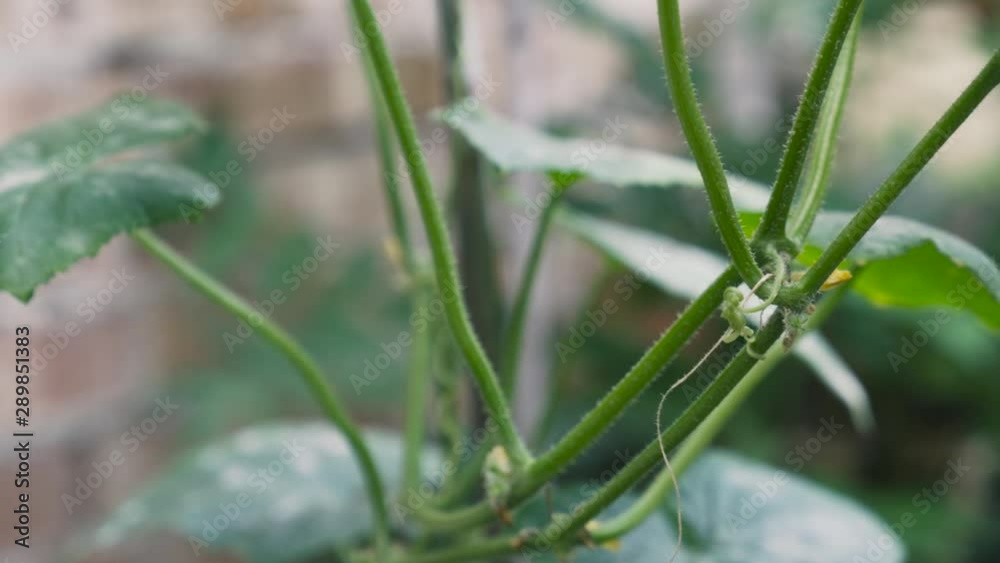 Panning right to a cucumber, vegetable growing in a bio garden. Panning right to a cucumber, vegetable growing in a bio garden.