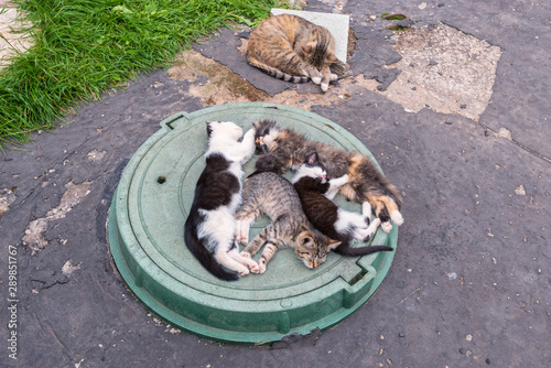 Monastic kittens bask in the heat hatch. Russian shrines. Joseph-Volotsky Monastery in Teryaev. Moscow region, Teryaevo. photo