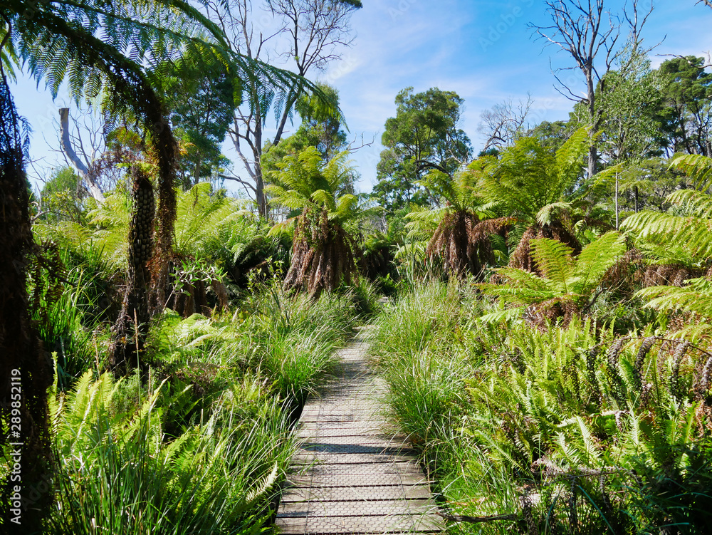 Obraz premium Path in tropical rain forest 