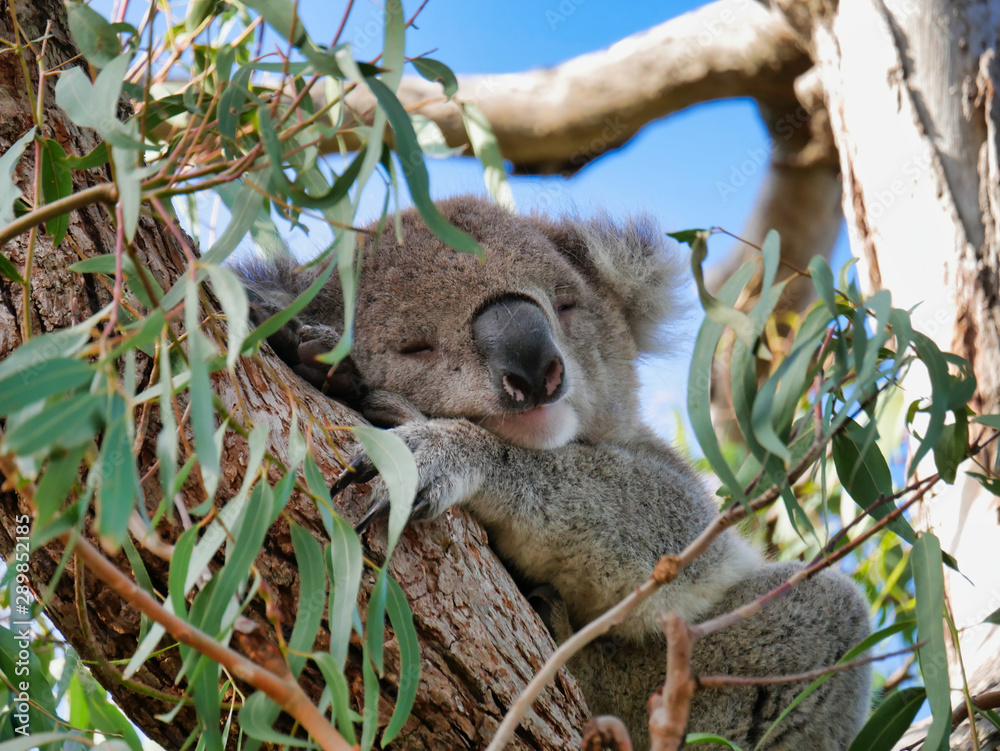 Fototapeta premium Koala in a tree 