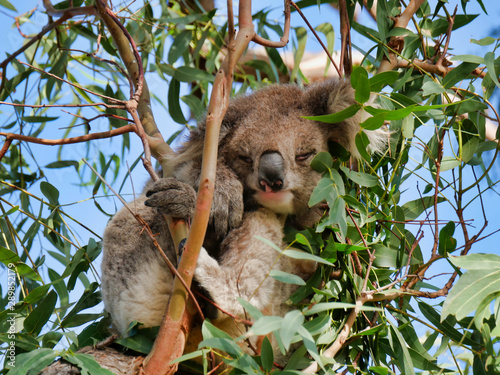 Photography Koala in a tree