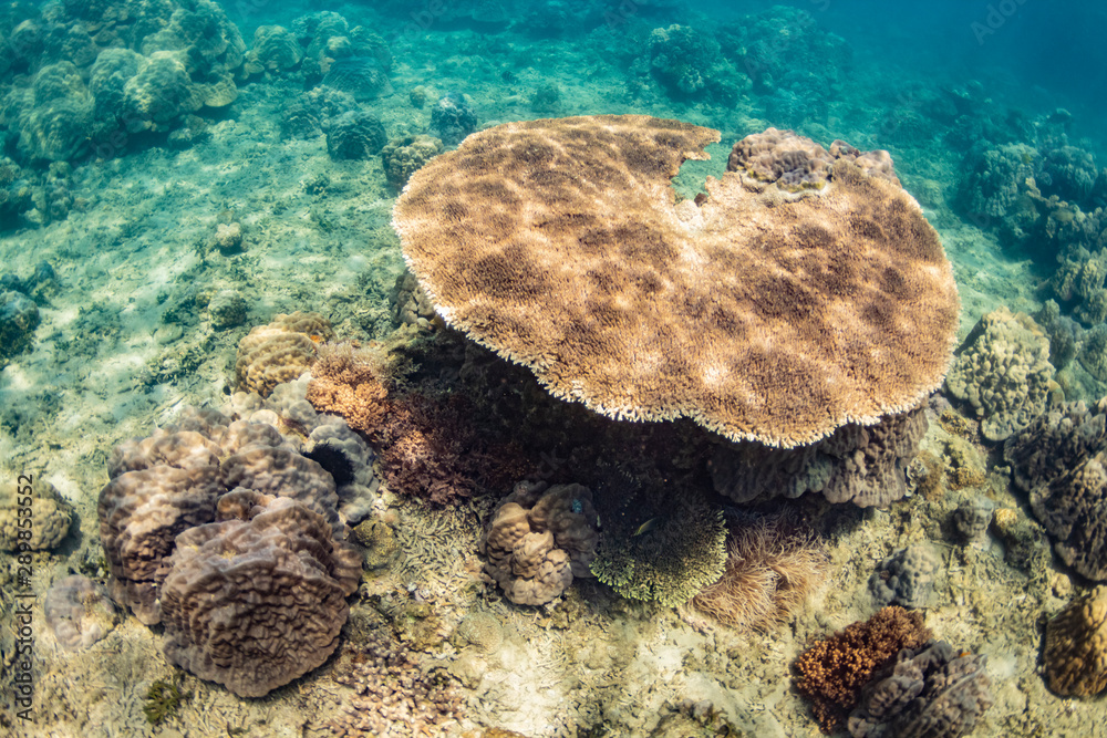 加計呂麻島のサンゴ礁