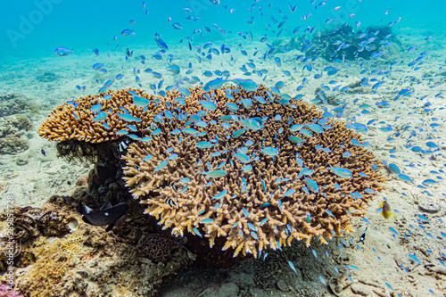 加計呂麻島の枝珊瑚とデバスズメダイ / Chromis viridis