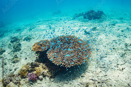 加計呂麻島の枝珊瑚とデバスズメダイ / Chromis viridis