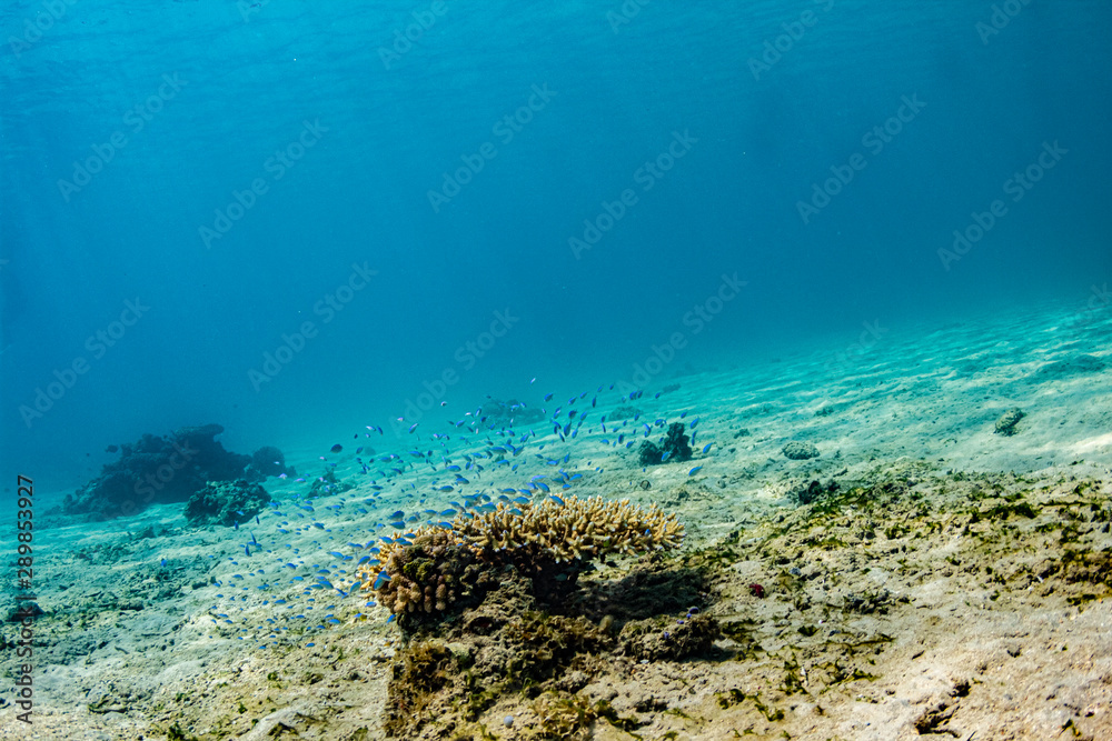 加計呂麻島の枝珊瑚とデバスズメダイ / Chromis viridis