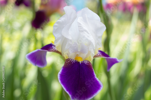 iris white with purple petals,closeup of white iris blooms with purple petals in the garden photo