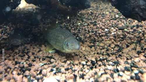 Netzpinselalgenfresser im Aquarium, Crossocheilus reticulatus photo