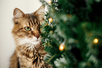 Maine coon cat with green eyes sitting at little christmas tree with lights. Cute kitty relaxing under festive christmas tree. Winter holidays. Pet and holiday