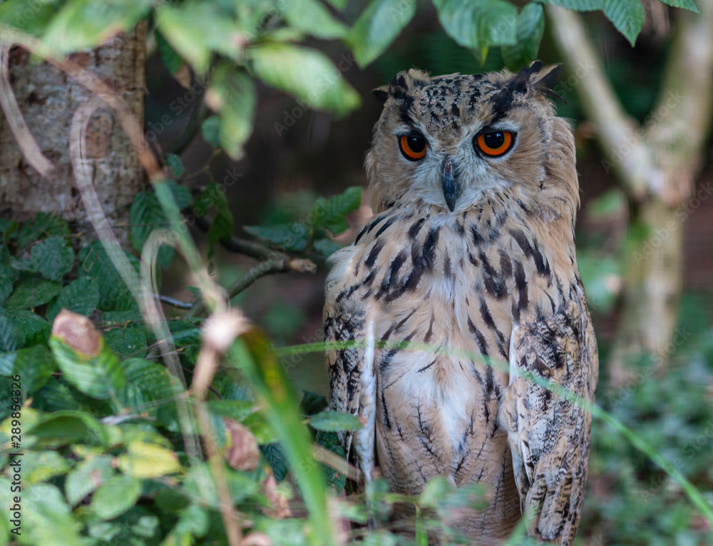 Obraz premium Sibirischer Uhu