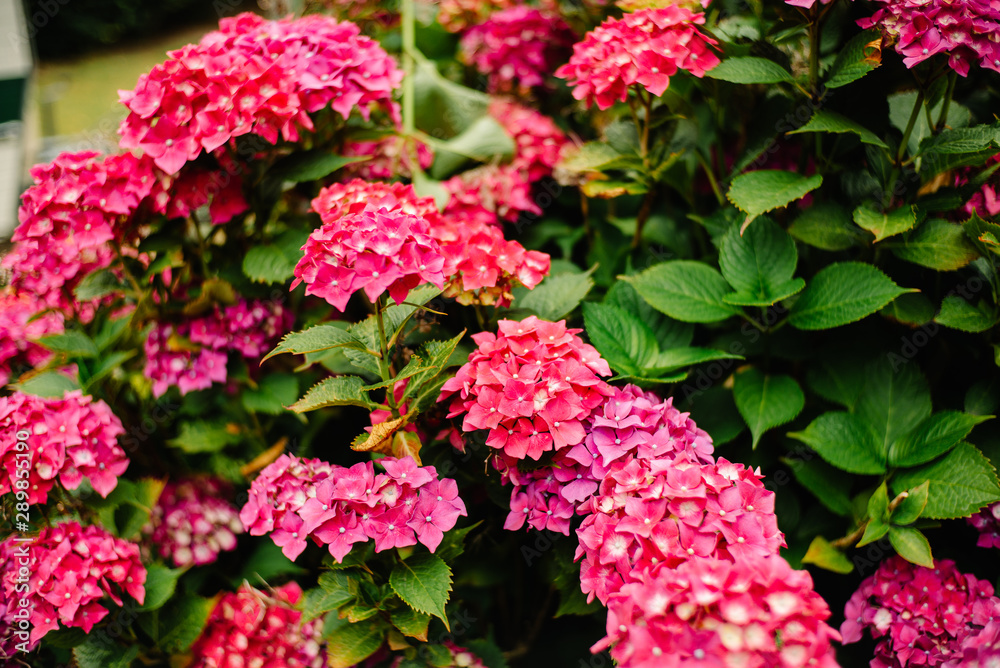 Blumen im Garten