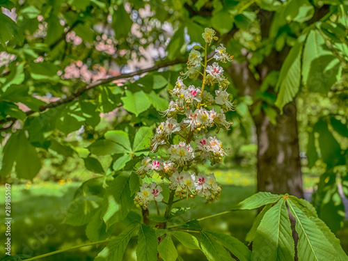 chestnut, castor