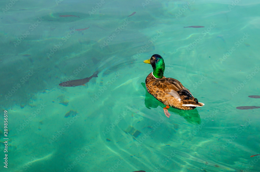 Fauna of Plitvice Lakes, ducks and fish in clear water. Fauna of Plitvice Lakes, ducks and fish in clear water.