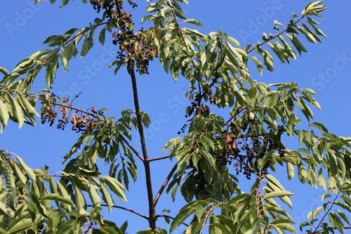 Bird cherry berries dry on a tree on a sunny autumn day