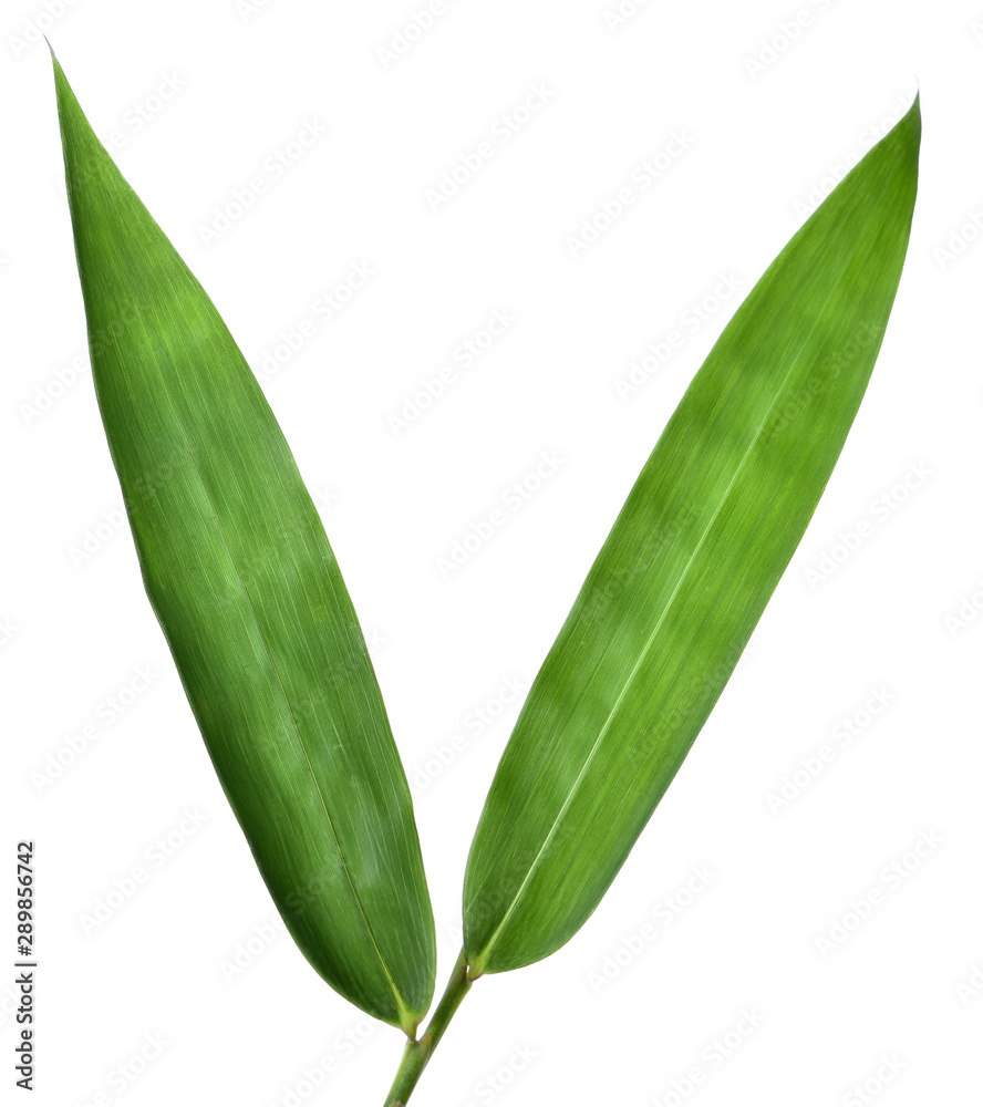 Obraz premium Leaf of Bamboo isolated on white background