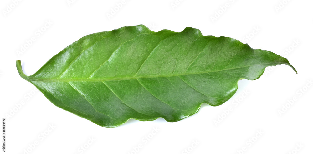 Obraz premium Coffee leaves isolated on white background