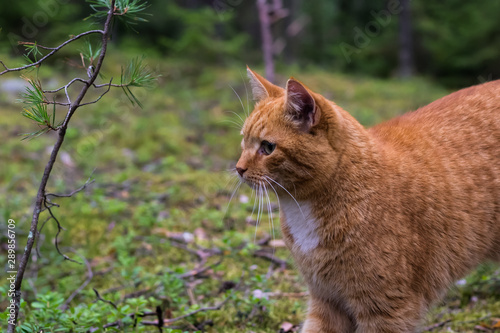 cat in the forest