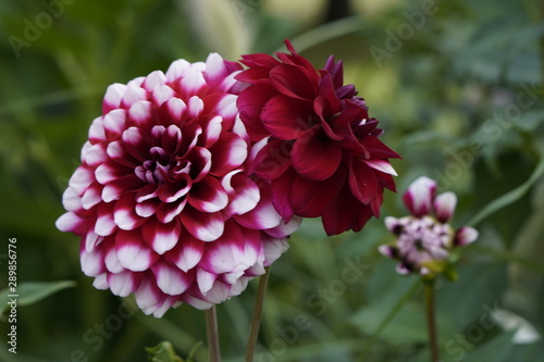 Blumen und Pflanzen