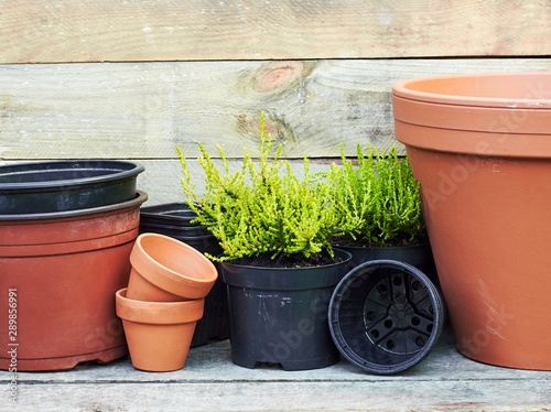 Coniferous plants aaround terracotta clay flower pots and black plastic containers on wooden table on rustic background, nursery and gardening concept, closeup, copy space photo