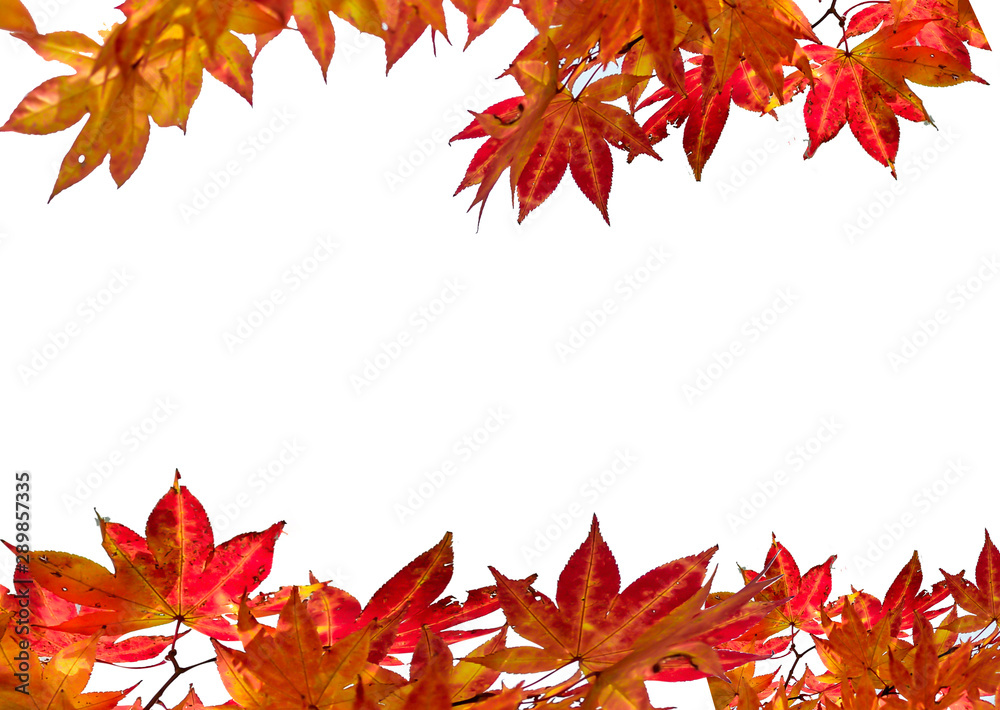 Fototapeta premium autumn leaves isolated on white background