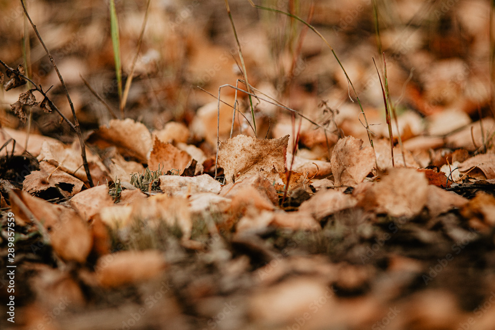 dry leaves dry leaves